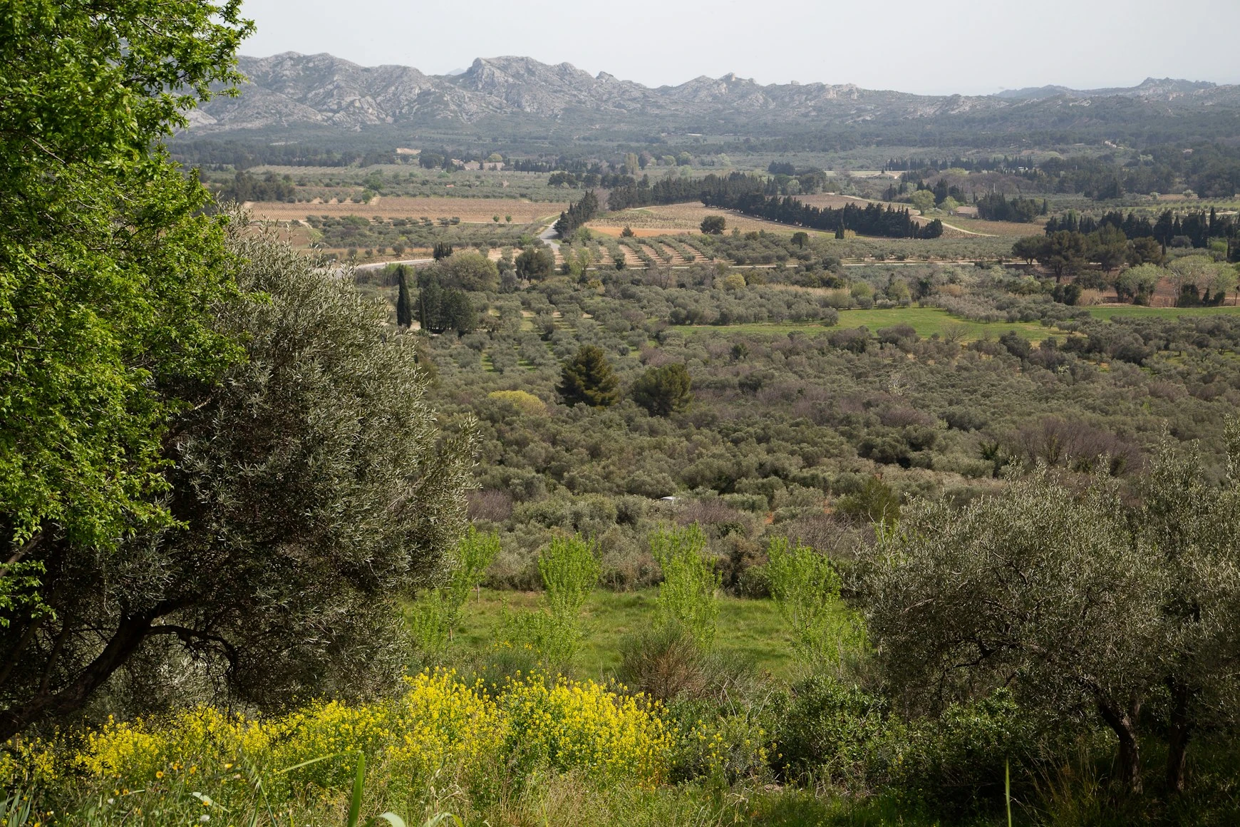 Oliveraies et paysages des Alpilles en Provence près de Saint-Rémy-de-Provence